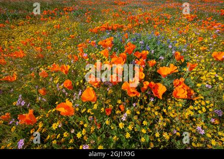 USA, Kalifornien, überblühender Hang in der Nähe von Lancaster, gelbe Goldfelder, blaue und violette Filaree und Lupine und orangefarbene Mohnblumen Stockfoto