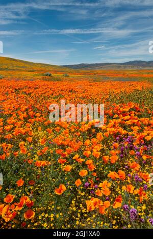 USA, Kalifornien, Owl's Clover, Goldfields und kalifornischer Mohn auf einem Hügel in der Nähe von Lancaster, Kalifornien Stockfoto