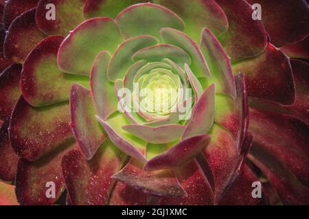 Sukulent genannt Prärie Sonnenuntergang oder Hauseks. Stockfoto