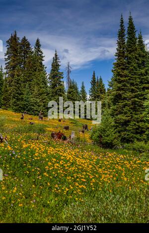 USA, Colorado, Shrine Pass, Vail. Blühende Landschaft im Sommer. Kredit als: Fred Lord / Jaynes Gallery / DanitaDelimont.com Stockfoto