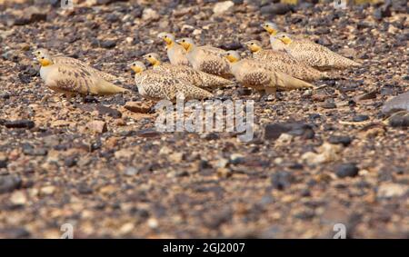 Fleckensandhuhn (Pterocles senegallus), eine Gruppe, Männchen und Weibchen, in der steinigen Wüste, Sahara, Marokko. Stockfoto