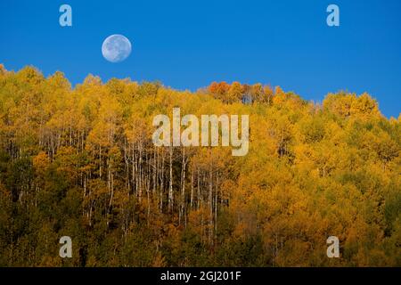 USA, Colorado, Uncompahgre National Forest. Vollmond geht im Herbst über Espenbäumen unter. Stockfoto