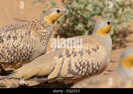 Fleckensandhuhn (Pterocles senegallus), ein männliches und weibliches Paar in der Wüste, Sahara, Marokko. Stockfoto