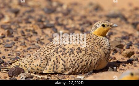 Geflecktes Sandhuhn (Pterocles senegallus), Weibchen, das in der steinigen Wüste, Sahara, Marokko sitzt. Stockfoto