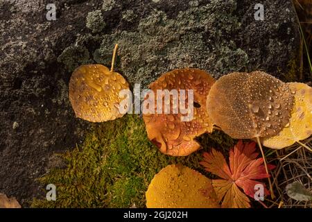 Regen fällt auf ein gefallenes Espenblatt (Populus tremuloides), das auf dem Waldboden im Gunnison National Forest, Colorado, ruht Stockfoto