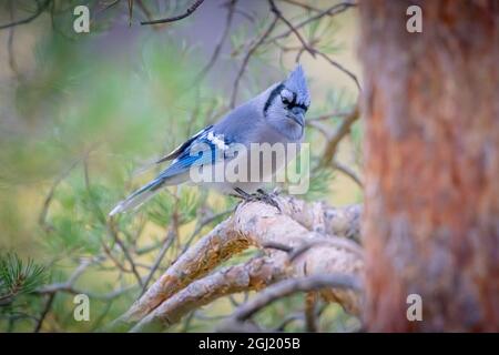 USA, Colorado, Fort Collins. Blauer eichelhäher in Kiefern. Stockfoto