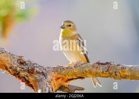 USA, Colorado, Fort Collins. Amerikanischer Goldfink im Wintergefieder. Stockfoto