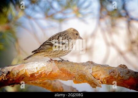 USA, Colorado, Fort Collins. Kiefer-Siskin-Vogel auf Gliedmaßen. Stockfoto