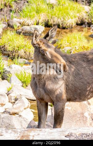 USA, Colorado, Cameron Pass. Nahaufnahme des einjährigen Bullenelchs. Stockfoto