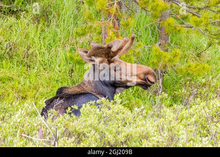 USA, Colorado, Cameron Pass. Ausgewachsene Bullenelche, die im Gras ruht. Stockfoto