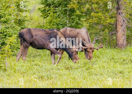 USA, Colorado, Cameron Pass. Zwei Junggesellenbullen Elche grasen auf der Wiese. Stockfoto