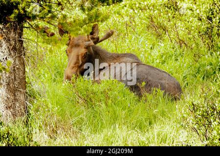 USA, Colorado, Cameron Pass. Ausgewachsene Bullenelche, die im Gras ruht. Stockfoto