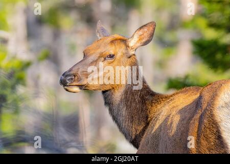 USA, Colorado, Fort Collins. Nahaufnahme des weiblichen Elchs. Stockfoto