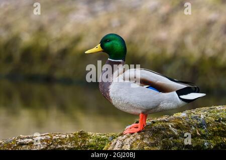 Mallard Ente drake, sitzt auf einem Baumstamm. Seitenansicht, Nahaufnahme. Gattungsart Anas platyrhynchos. Stockfoto