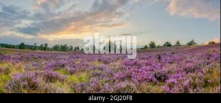 Abenddämmerung am Wilseder Berg, im Zentrum der Lüneburger Heide, mit den lila charakteristischen Blüten im August Stockfoto