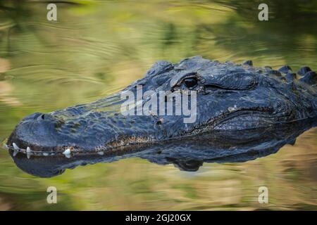 Alligator auf der St. Augustine Alligator Farm, Florida, USA. Stockfoto