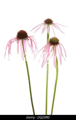 Hellviolette Kegelblumen. Marion County, Illinois, USA. Stockfoto