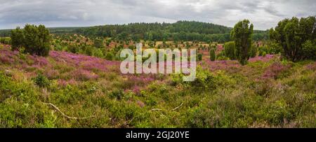 Weitblick zum Totengrund, einem Tal im Zentrum der Lüneburger Heide, bei Bispingen, Norddeutschland Stockfoto