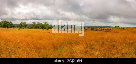 Windiger Blick auf die Preisinger Heide in der Lüneburger Heide mit einigen blühenden Stellen im Sommer Stockfoto