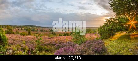 Sonnenuntergang vom Wilseder Gipfel, mit 169 m, mit Sonnenlicht in einem Baum und dem weiten Blick auf die Lüneburger Heide in voller Blüte Stockfoto