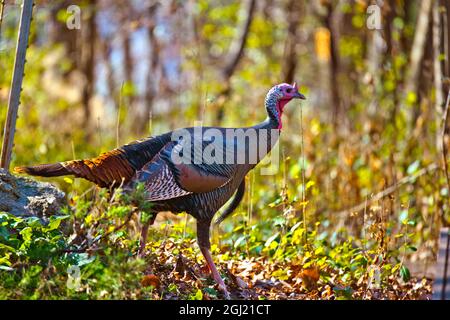 Nordamerika, USA, Minnesota, Mendota Heights , Wild Turkey Stockfoto