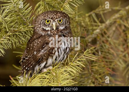 Nördliche Zwergeule, Glaucidium gnoma, Captive, Montana Stockfoto