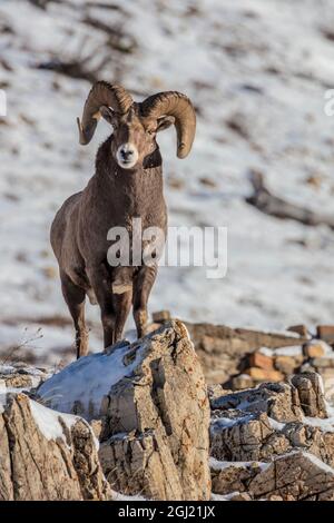 Dickhornschafe ram in Ealry Winter im Glacier National Park, Montana, USA Stockfoto