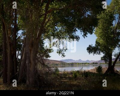 Tierschutzgebiet in der Wüste, Pahranagat National Wildlife Refuge, Nevada Stockfoto