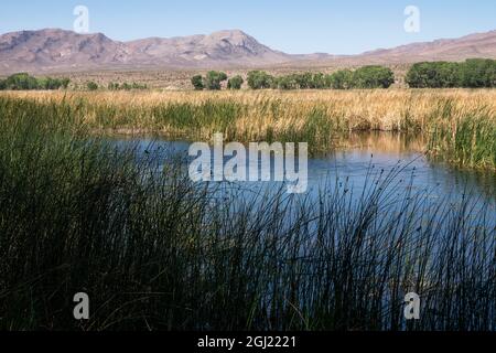 Tierschutzgebiet in der Wüste, Pahranagat National Wildlife Refuge, Nevada Stockfoto