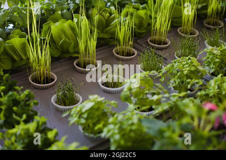 Pflanzen mit hydroponischer Kultur, Mailand, 2021. Stockfoto