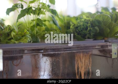 Pflanzen mit hydroponischer Kultur, Mailand, 2021. Stockfoto