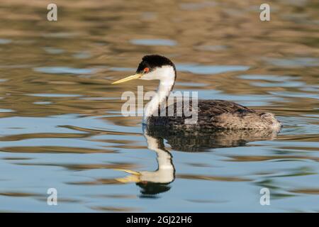 Westgrebe, Elephant Butte Lake State Park, New Mexico. Stockfoto