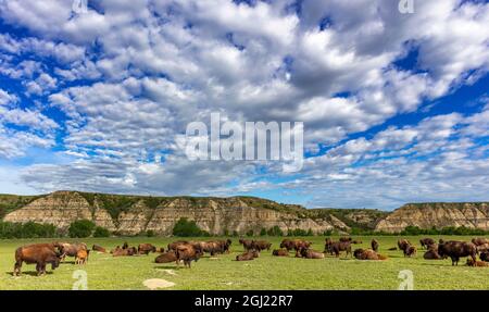 Bison mit neugeborenen Kälbern im Theodore Roosevelt National Park, North Dakota, USA. Stockfoto