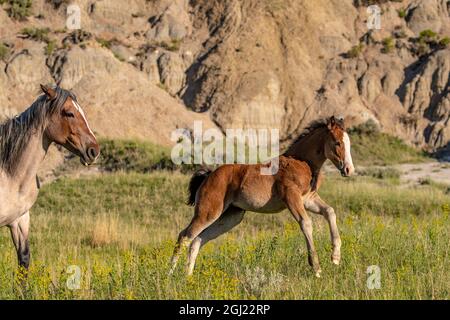 Wilde Pferde im Theodore Roosevelt National Park, North Dakota, USA. Stockfoto