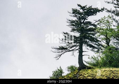 USA, Oregon. Columbia Gorge, Nadelbäume auf einer Klippe oberhalb der Oneonta Gorge. Stockfoto