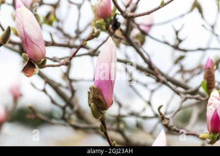 Rosa Magnolien Blumen auf Baum auf Himmel Hintergrund. Stockfoto
