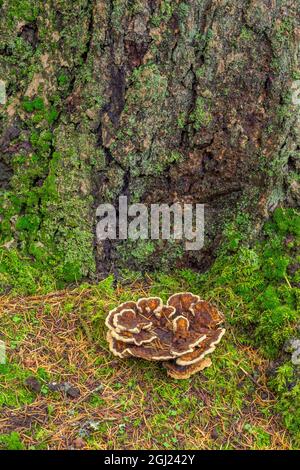 USA, Oregon, Portland. Hoyt Arboretum, Pilz wächst an moosiger Basis der Douglas-Tanne. Stockfoto