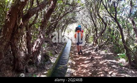 Rückansicht eines sportlichen Mannes mit Rucksack und Wanderstöcken, die auf Madeira entlang der Bäume spazieren Stockfoto