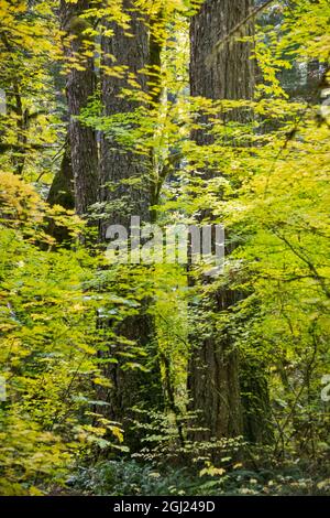 USA, Oregon, Cascade Mountains, Cascades, Cascade Range, Lane County Stockfoto