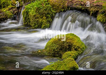 Kleiner Wasserfall stürzt über moosige Felsen in Olallie Creek in der Nähe des McKenzie River, Willamette National Forest, Cascade Mountains, Oregon. Stockfoto