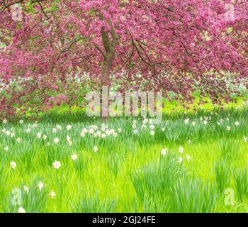 USA, Pennsylvania, Wayne und Chanticleer Gardens frühlingshaft blühende Krebse und Narzisse Stockfoto