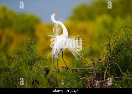 Silberreiher (Ardea alba) Erwachsenen anzeigen Stockfoto