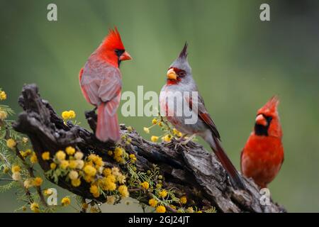 Pyrrhuloxia mit nördlichen Kardinälen. Stockfoto