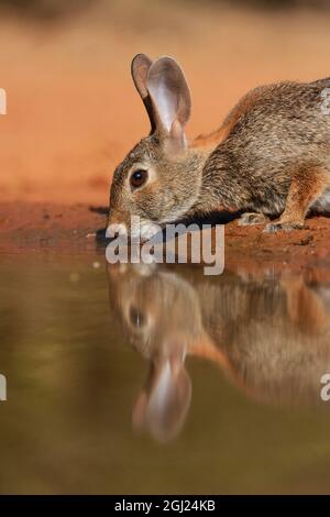 Eastern Cottontail (Sylvilagus Floridanus), trinkende Erwachsene am Teich, South Texas, USA Stockfoto