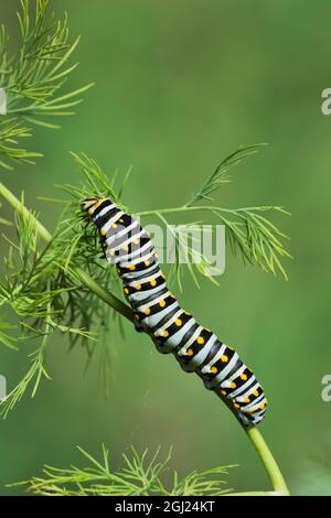 Schwarzen Schwalbenschwanz (Papilio Polyxenes), Raupe, Essen auf Wirtspflanze Fenchel (Foeniculum Vulgare), Hill Country, Texas, USA Stockfoto