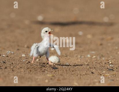 Wenigsten Seeschwalbe (Sterna Antillarum), junge Seeschwalbe aufrufen, Port Isabel, Laguna Madre, South Padre Island, Texas, USA Stockfoto