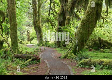 USA, Washington, Olympic National Park. Hall of Mosses Trail im Regenwald des Hoh River. Kredit als: Don Paulson / Jaynes Gallery / DanitaDelimont.com Stockfoto