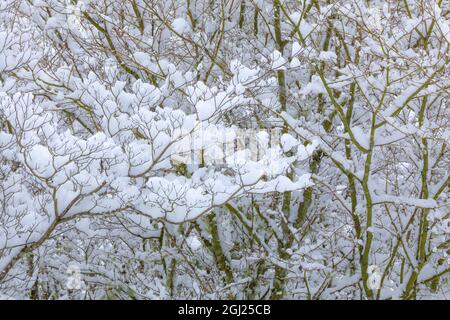 USA, Staat Washington, Seabeck. Schneebedecktes Dogwood und Ahornbäume. Kredit als: Don Paulson / Jaynes Gallery / DanitaDelimont.com Stockfoto