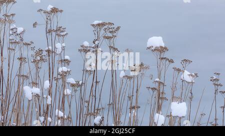 USA, Staat Washington, Seabeck. Im Winter schneebedeckte Tansy-Pflanzen. Kredit als: Don Paulson / Jaynes Gallery / DanitaDelimont.com Stockfoto