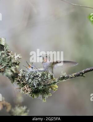 USA. Staat Washington. Erwachsene Frau Anna's Kolibri (Calypte Anna) landet bei cup Nest mit zwei bettelnde Küken. Stockfoto